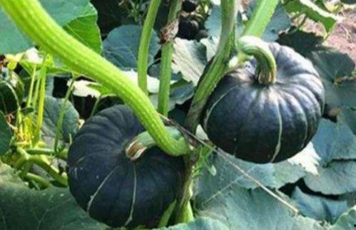 网红吃瓜八卦是真的吗,真相还是谣言？  第3张